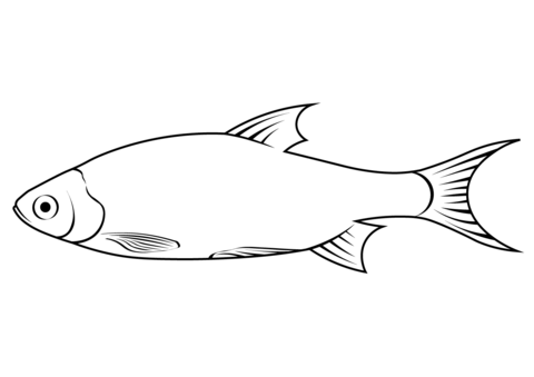 Common Roach (Rutilus Rutilus) Coloring Page